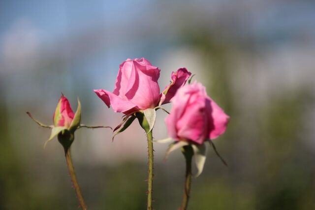UP_IMG_6098.jpg