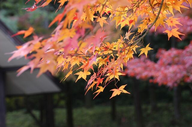 UP_IMG_9947.jpg
