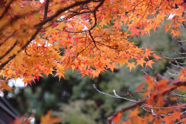 UP_IMG_9949.jpg