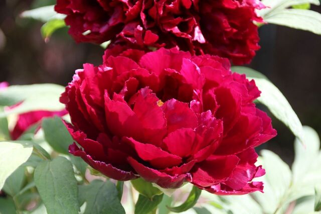 bP_IMG_7346.jpg
